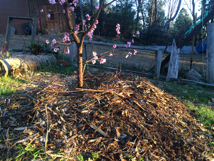 compost fruit trees