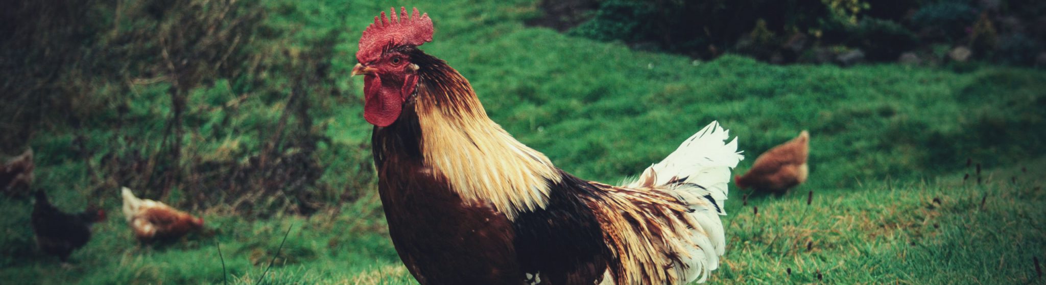 4 steps to easily introduce chickens to a flock in an afternoon