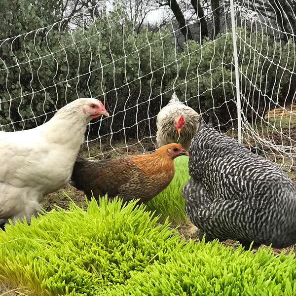 introducing chickens to a flock