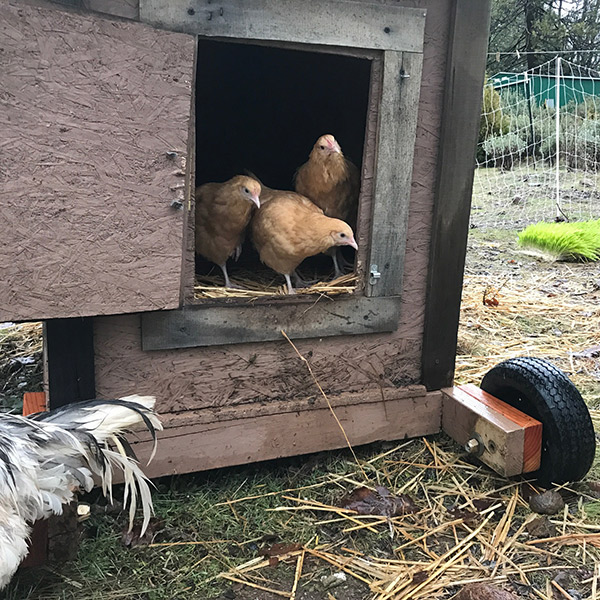easy chicken flock introduction