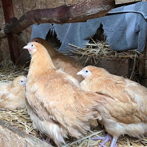 how to introduce pullets to a flock