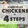 introducing new chickens to a flock permaculture