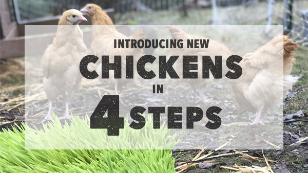 introducing new chickens to a flock permaculture