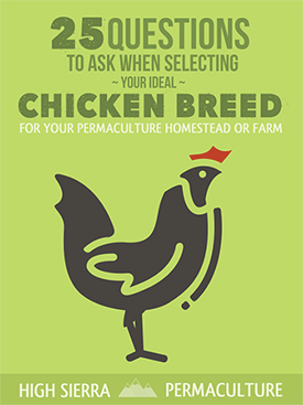permaculture chicken breed selection guide
