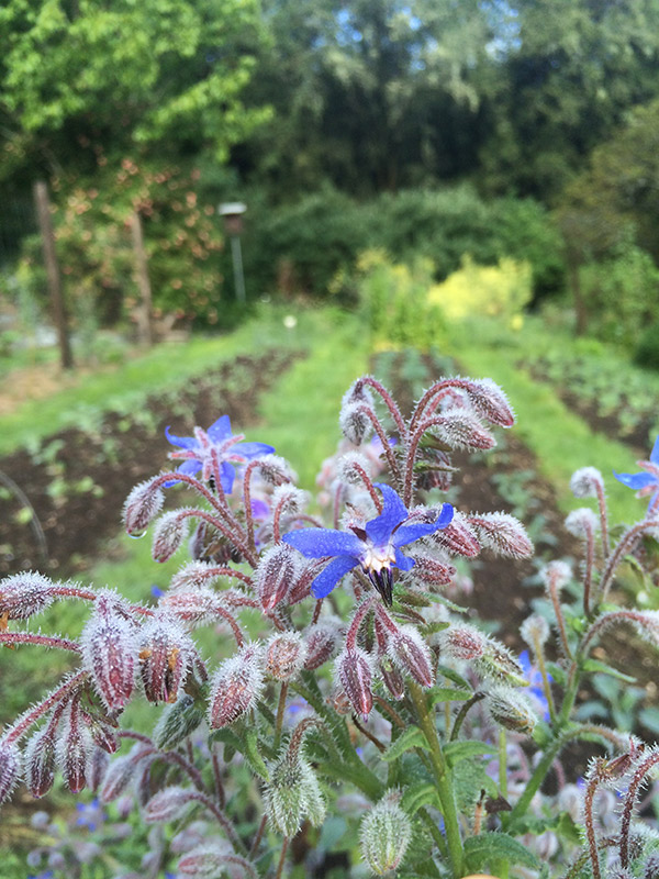 permaculture garden location design borage