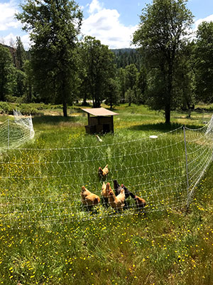 homestead chickens pasture