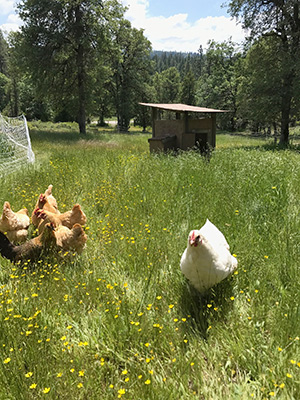 permaculture chicken homestead