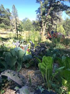 permaculture garden homestead