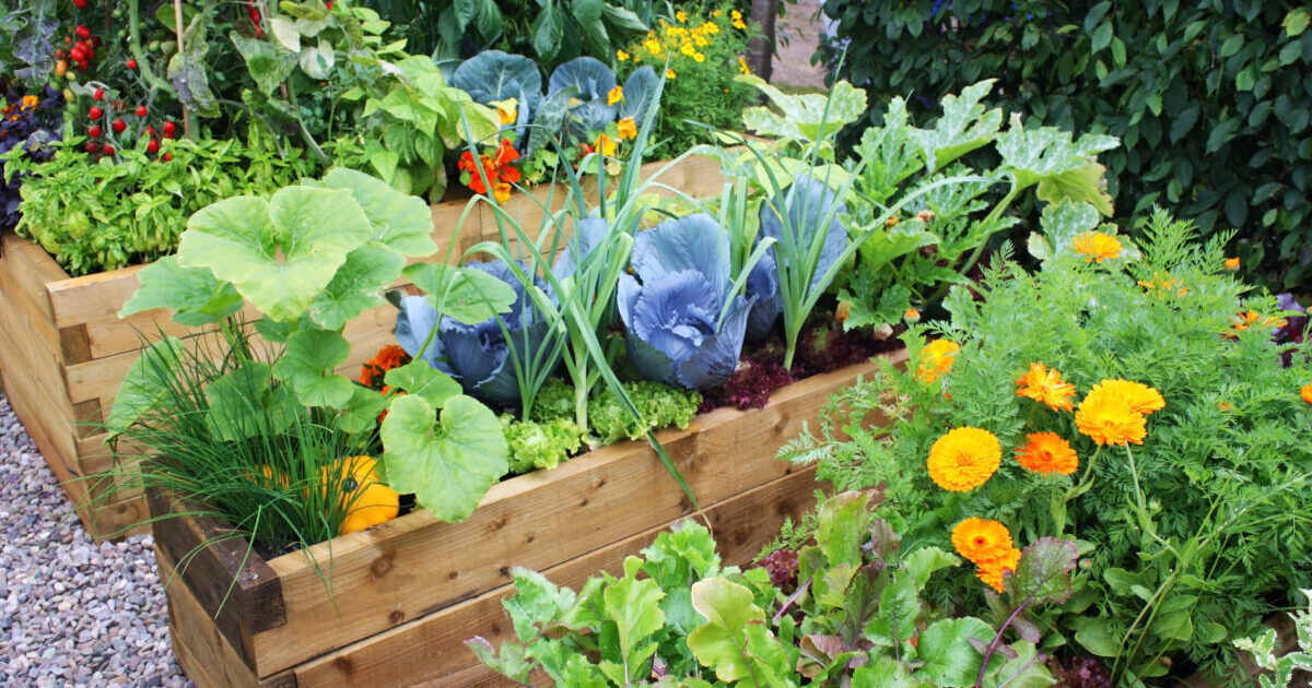 Raised Beds vs. In-Ground Beds – Which Is Best For Veggie Gardens?
